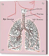 Lung Diagram Acrylic Print
