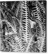 Lush Ferns Acrylic Print