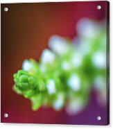 Macro Plant Bud Acrylic Print