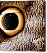 Macrophotograph Of Owl Butterfly Wing Acrylic Print