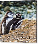 Magellan Penguins On The Isla Magdalena, Chile Acrylic Print