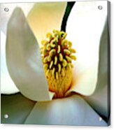 Magnolia Bloom Macro Acrylic Print