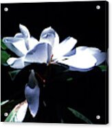 Magnolia Blossom Acrylic Print