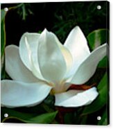 Magnolia Closeup Bright Acrylic Print