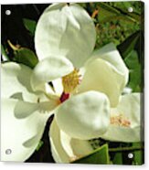 Magnolia Blossom 2019 Acrylic Print