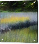 Maine Marsh Acrylic Print