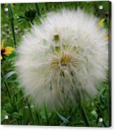 Make A Wish Acrylic Print