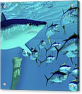 Mako Shark After Yellowfin Tuna Acrylic Print