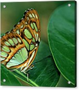 Malachite Butterfly, Siproeta Stelenes Acrylic Print