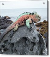 Male Marine Iguana On Lava Rock Acrylic Print