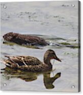 Mallard And Muskrat Acrylic Print