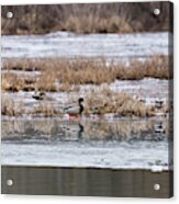 Mallard Frozen Walk Acrylic Print