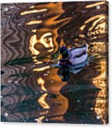 Mallard In Reflections Acrylic Print