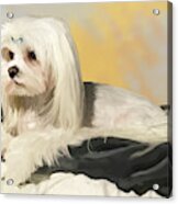 Maltese Dog Acrylic Print