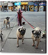 Manny Celnicks Five Pugs Look To Be Acrylic Print