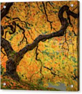 Maple In The Autumn Light Acrylic Print