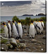 King Penguins Walking On Beach At South Georgia Island Acrylic Print