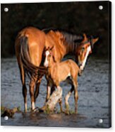Mare And Foal At The River Acrylic Print