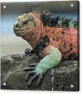 Marine Iguana Male In Breeding Color Acrylic Print