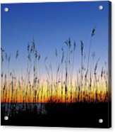 Marsh Grass Silhouette Acrylic Print