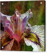 Marsh Iris 1784 Idp_2 Acrylic Print