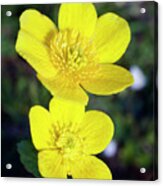 Marsh Marigolds (caltha Palustris) Acrylic Print