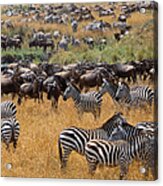 Mass Migration Of Zebras Equus Acrylic Print