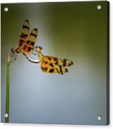 Mating Dragonflies Acrylic Print