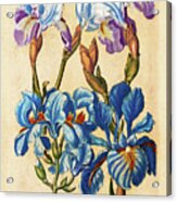 Matthaeus Merian Bearded Iris-early1600s Acrylic Print