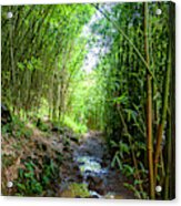 Maui Bamboo Forest Acrylic Print