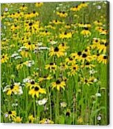 Meadow Flowers 1 Acrylic Print