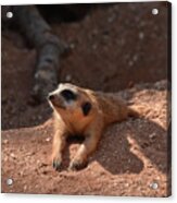 Meerkat Bz17 1 Acrylic Print