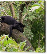 Melanistic Leopard / Black Panther Resting In Tree. Acrylic Print