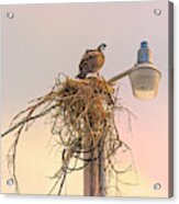 Messy Nest Keeping - Osprey Acrylic Print