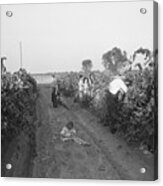 Migrant Workers Harvesting Grapes Acrylic Print