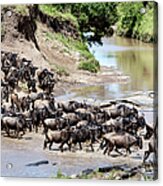 Migration. Herd Of Gnus Passing Mara Acrylic Print