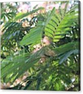 Mimosa Tree Blooms And Fronds Acrylic Print