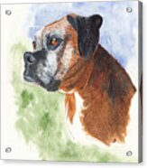 Miss B Boxer Dog Portrait Acrylic Print
