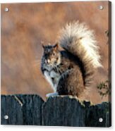 Mittens The Squirrel Acrylic Print