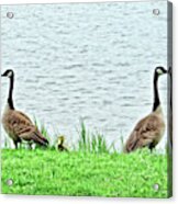 Mom And Dad Protecting Their Baby Acrylic Print