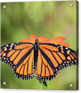 Monarch 2018-26 Acrylic Print