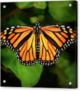 Majestic Monarch Acrylic Print