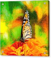 Monarch Butterfly Classic Art Acrylic Print