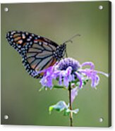 Monarch Butterfly Portrait Acrylic Print