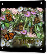 Monarch Collage Acrylic Print
