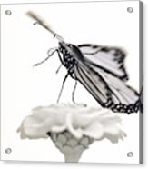 Monarch In Infrared 4 Acrylic Print