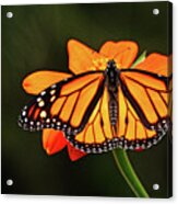 Monarch With Wings Wide Open Acrylic Print