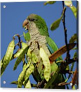 Monk Parakeet Eating Perched On A Tree Acrylic Print