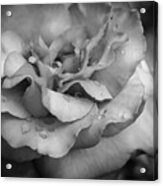 Monochrome Flower 67 Acrylic Print