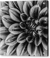 Monochrome Flower 70 Acrylic Print